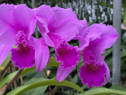 C. trianaei `Loretta's Deep Purple' Original Division Select Species Cattleya Orchid Plant Div #1