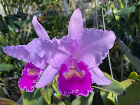 C. trianaei `Splendida Sua Mena' Original Division Select Species Cattleya Orchid Plant Div #1