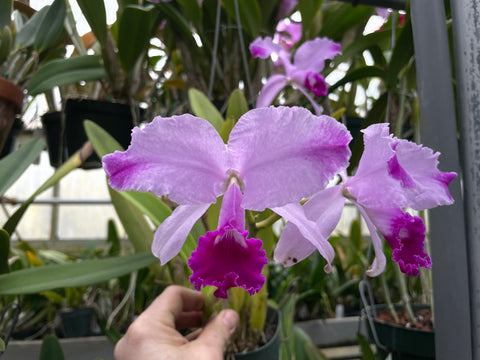 C. trianaei aquinii `Gabriella' Original Division Select Species Cattleya Orchid Plant Div #1