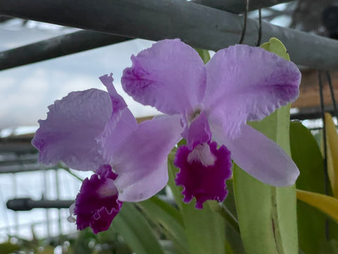 C. trianaei `Eladio' Original Division #2 Select Species Cattleya Orchid Plant