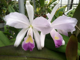 C. trianaei var. coerulea `Kathleen' HCC/AOS Original Division #1 Select Species Cattleya Orchid Plant