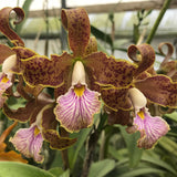 C. JEM's Super Velutin (schoefieldiana x velutina) Cattleya Orchid 3.5" Pot
