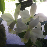 C. Walter Wolff (maxima alba x violacea alba) 4" Pot