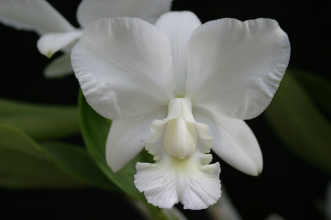 C. walkeriana `Ida Ruth' Div #1 Original Division Species Cattleya Orchid Plant