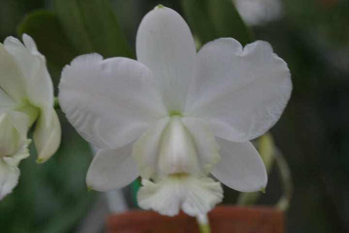 C. walkeriana `Debbie&
