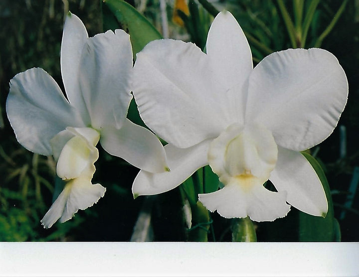 C. walkeriana `Jonny Angel AM/AOS Div 
