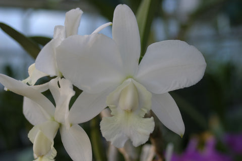 C. walkeriana `Linwood' AM/AOS Div #1 Original Division Species Cattleya Orchid Plant