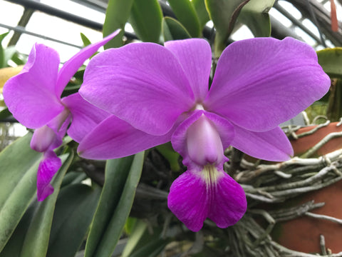C. walkeriana `Mirtha Isabel' AM/AOS Div #1 Original Species Cattleya Orchid Plant