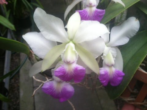 Maceta. Love Passion 'Orange Bird' AM/AOS Maceta de 4"