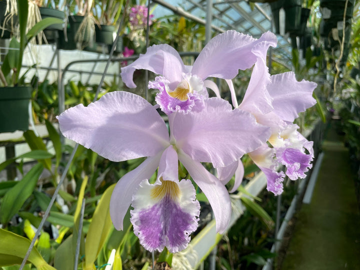 C. warneri var. coerulea `Do Suzuki&