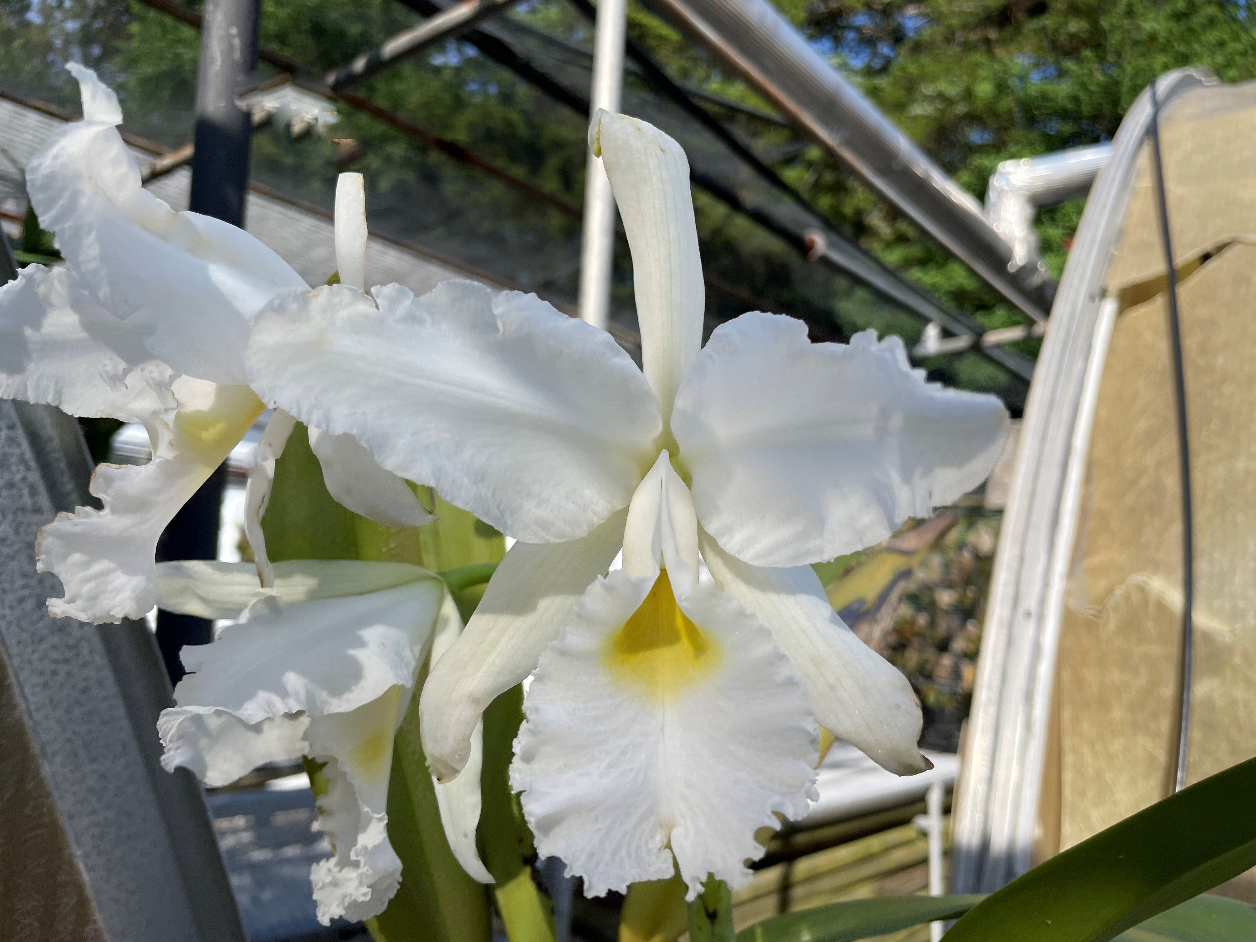 C. warscewiczii alba `Kathleen' AM/AOS Original Division #1 Select