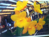 Ctna. Why Not `Yellow Kitty' Original Cattleya Orchid Plant DIV #2
