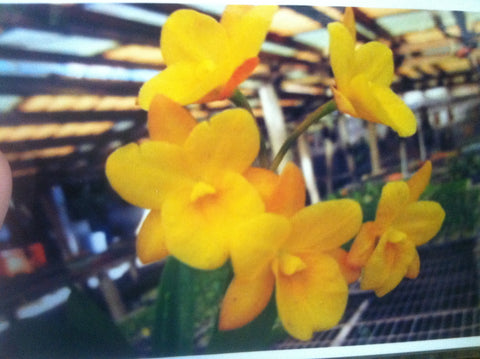 Ctna. Why Not `Yellow Kitty' Original Cattleya Orchid Plant DIV #2