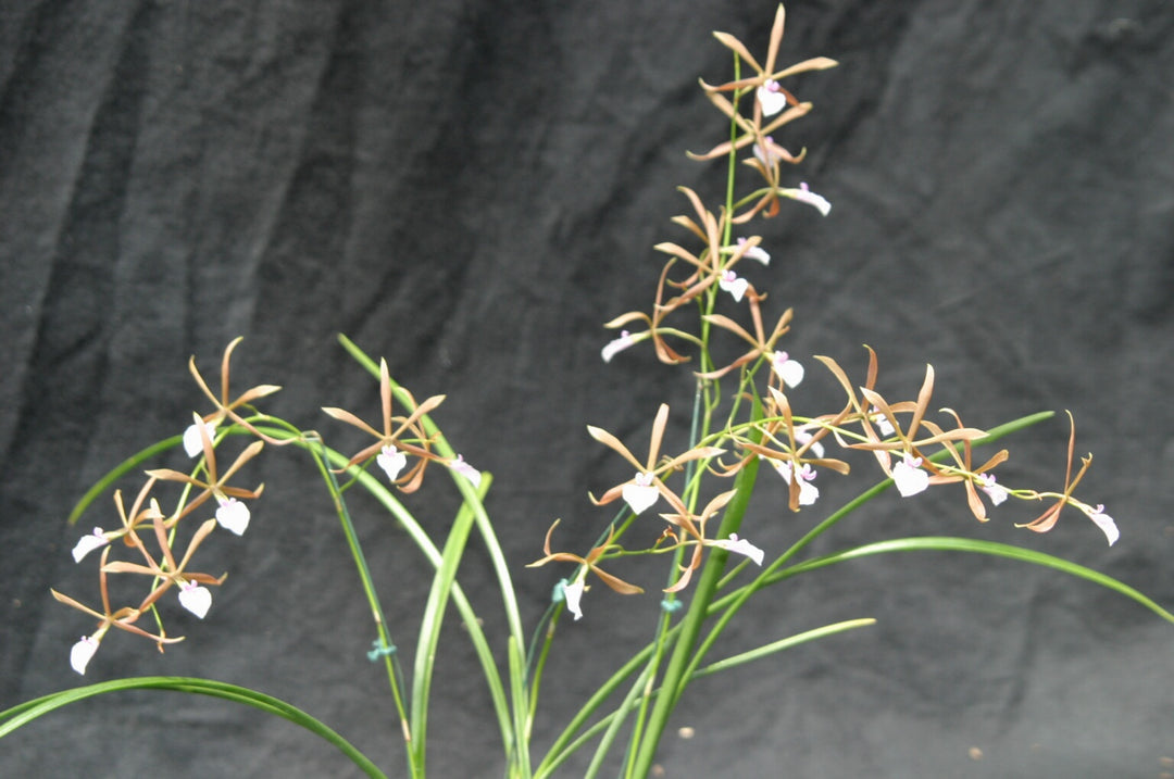 Encyclia bractescens Species Orchid Plant 3" Pot