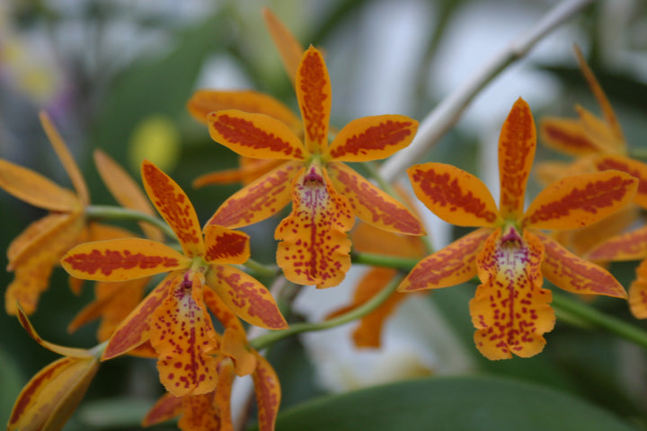 Eplc. Volcano Trick `Angel Fire&