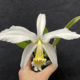 Antes de Cristo. Olla Pastoral `Inocencia' AM/AOS de 4"