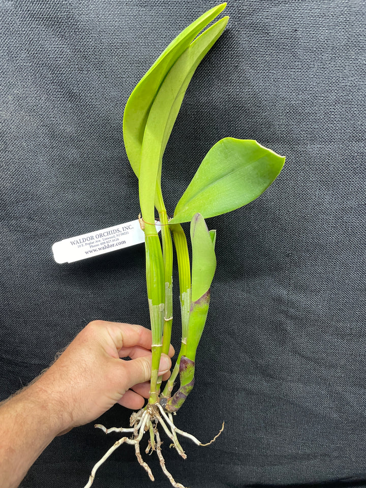 Lc. Red Empress `Orchidglade&