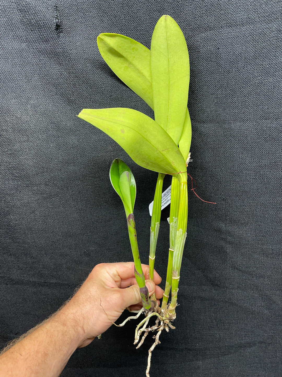 Lc. Red Empress `Orchidglade&