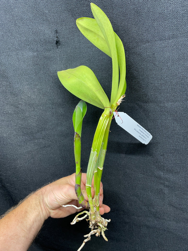 Lc. Red Empress `Orchidglade&