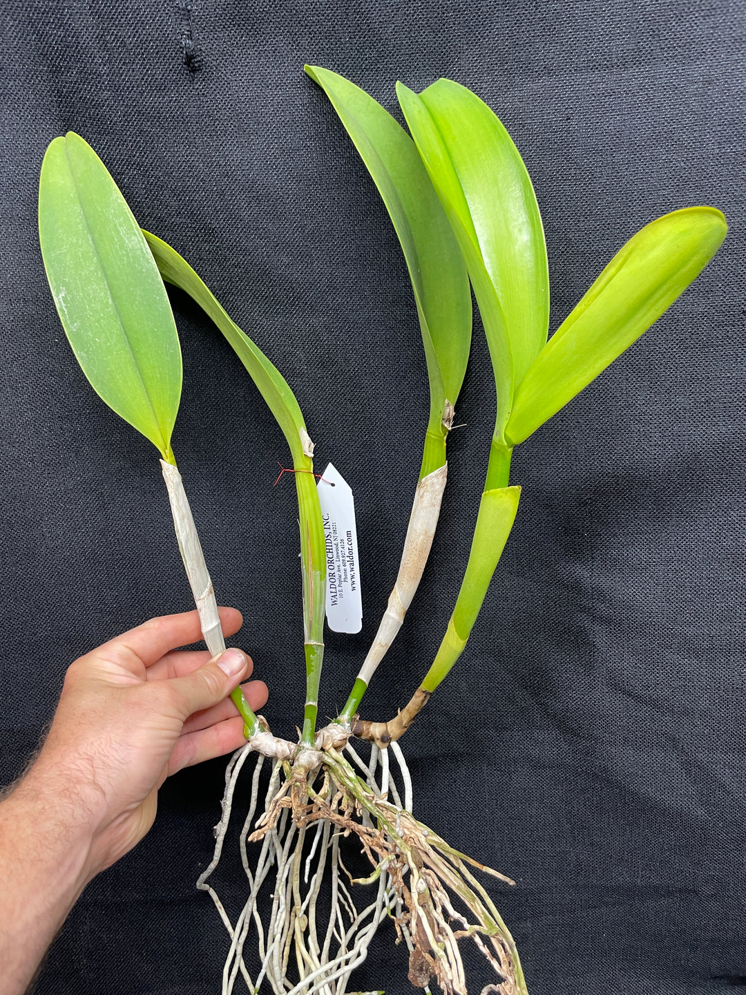 Blc. Toshie Aoki `Miniflares&
