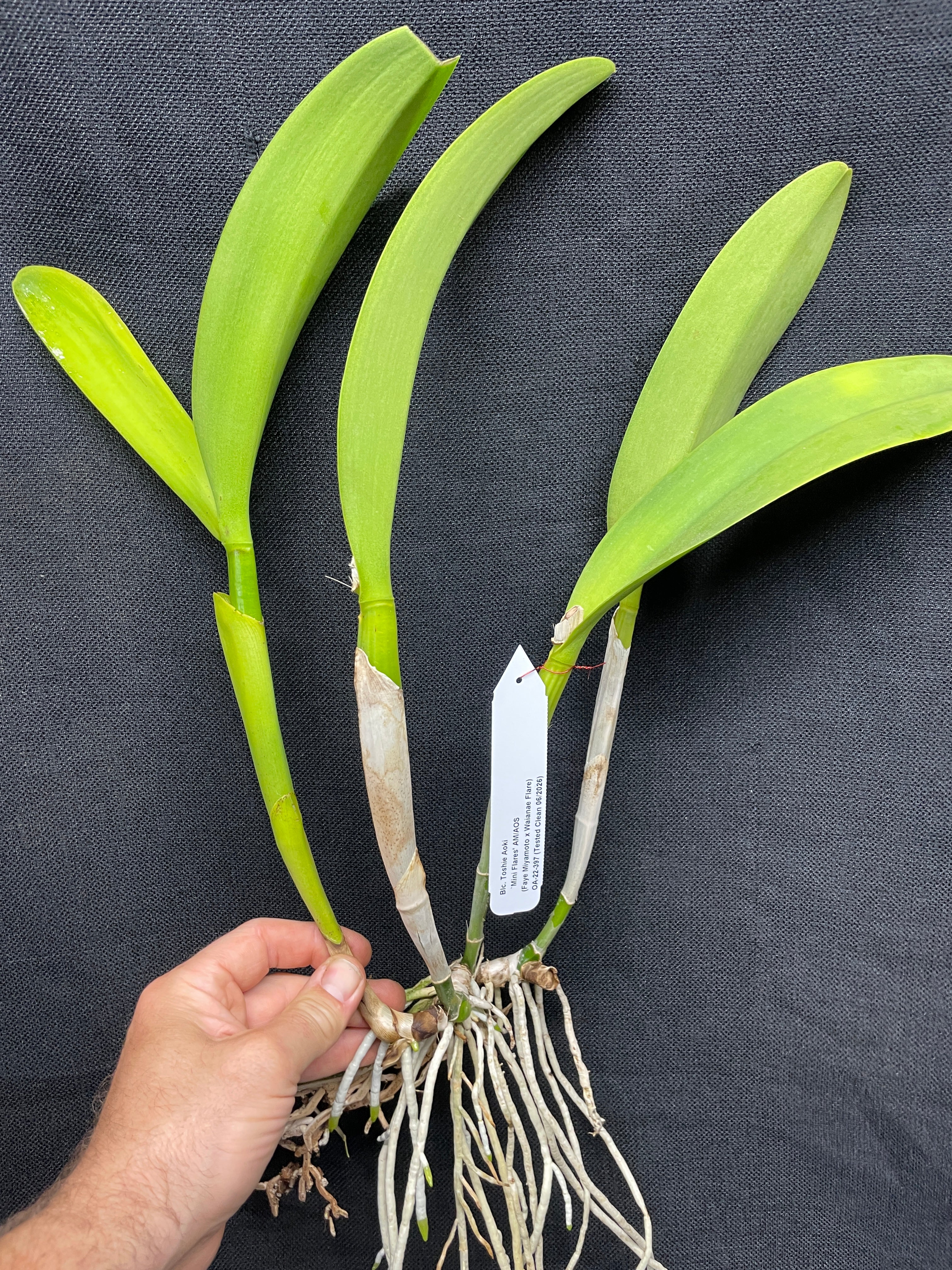 Blc. Toshie Aoki `Miniflares' AM/AOS Select Orchid Plant – Waldor