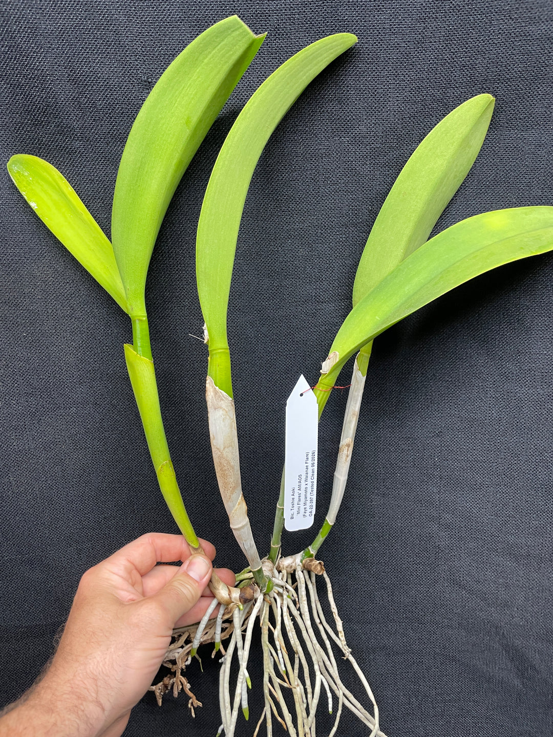 Blc. Toshie Aoki `Miniflares&