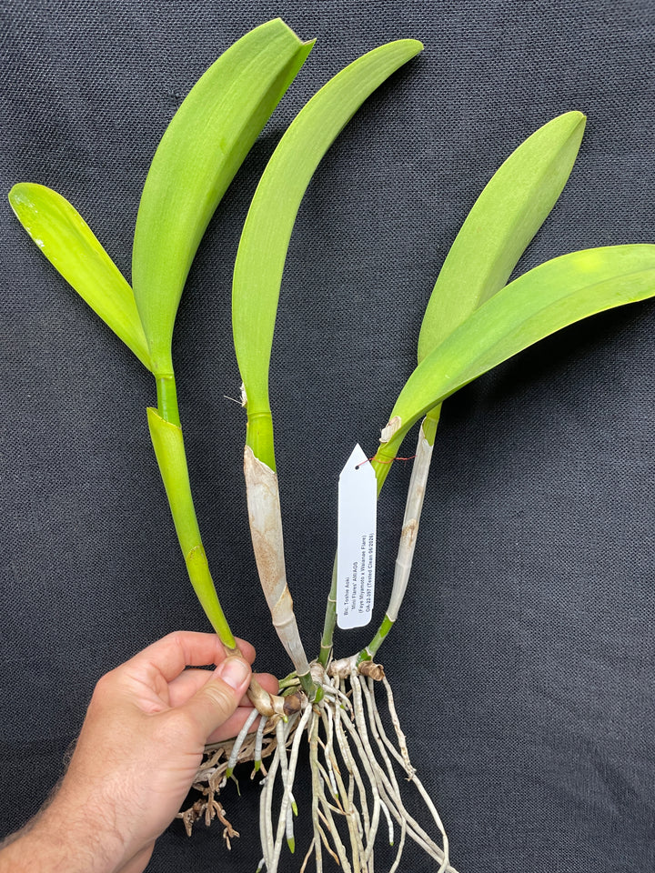 Blc. Toshie Aoki `Miniflares&