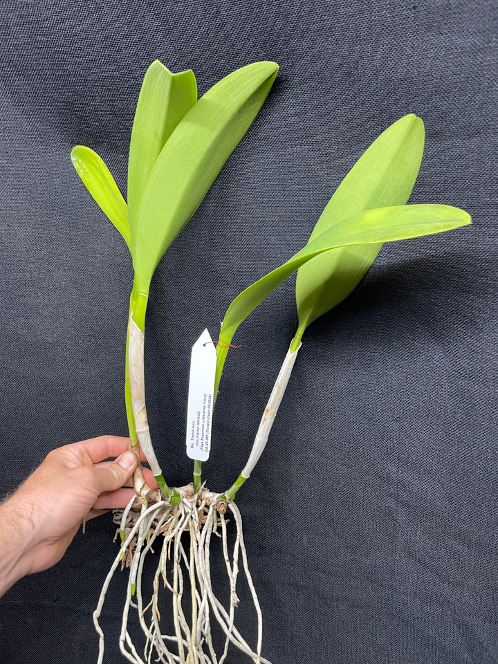 Blc. Toshie Aoki `Miniflares&