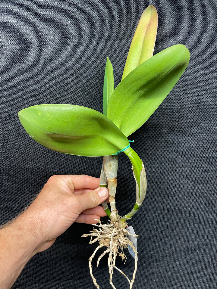 Blc. Golden Angel `Debbie&