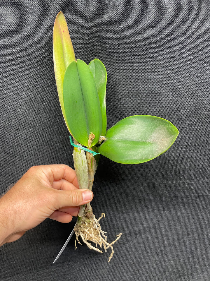 Blc. Golden Angel `Debbie&