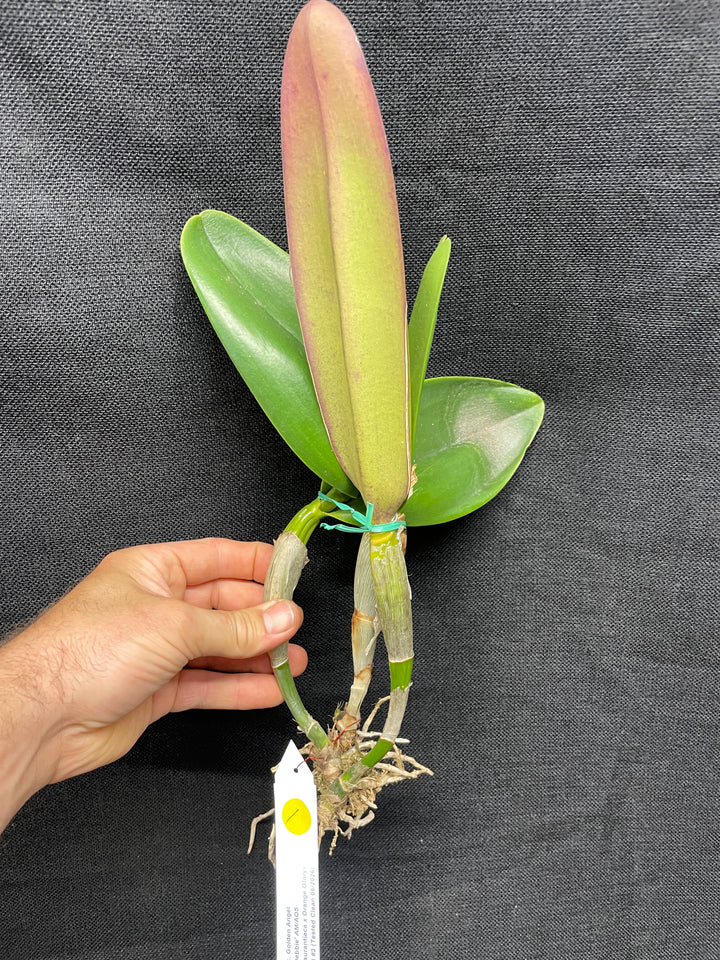 Blc. Golden Angel `Debbie&