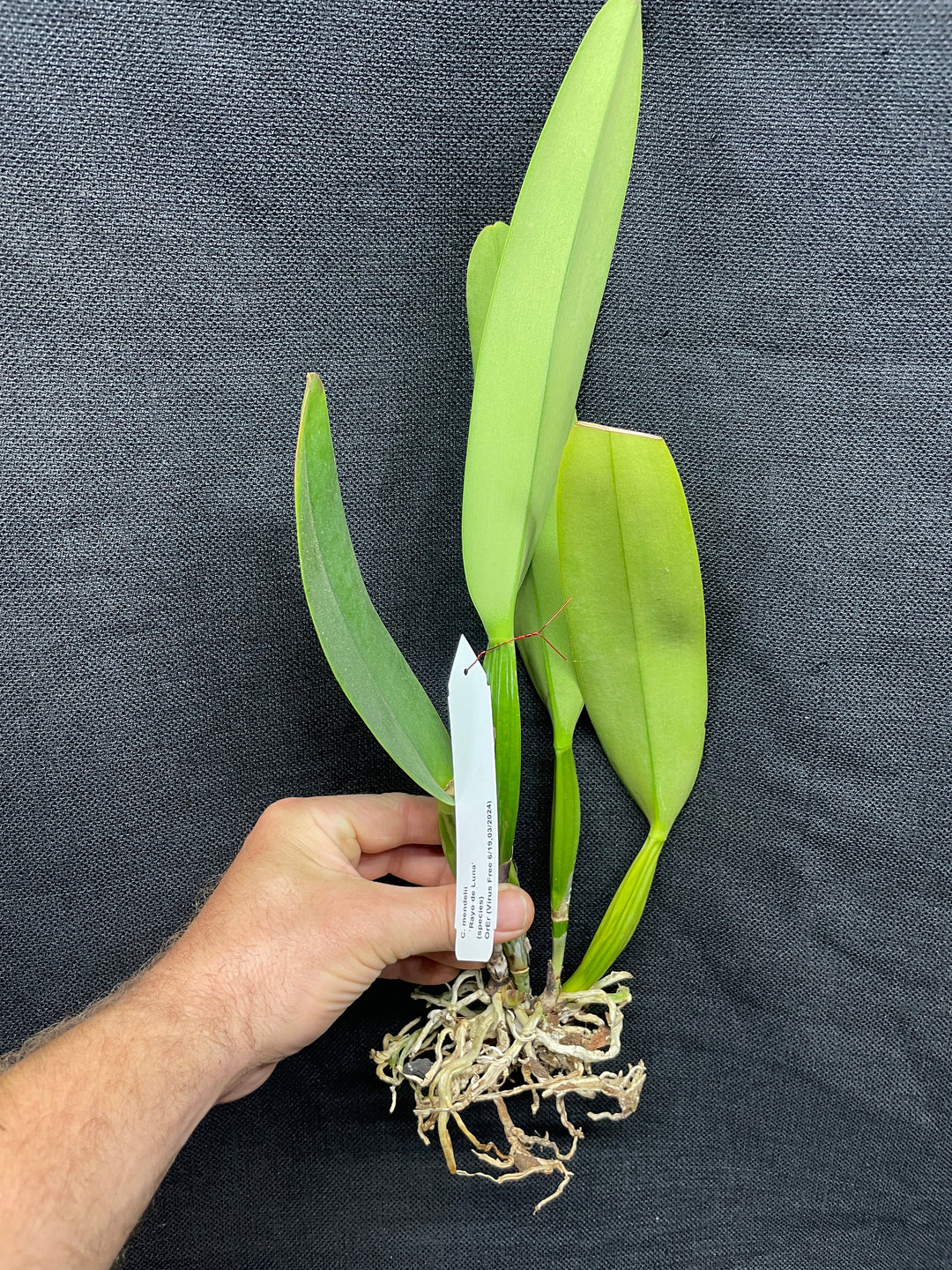 C. mendelii `Rayo de Luna&