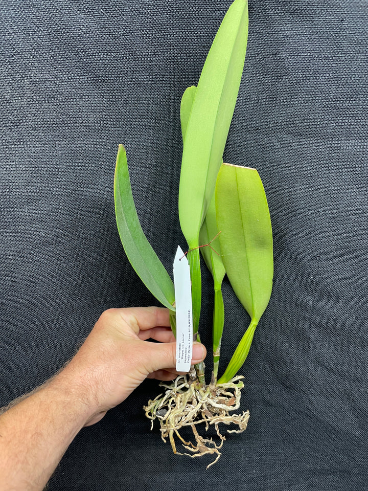 C. mendelii `Rayo de Luna&