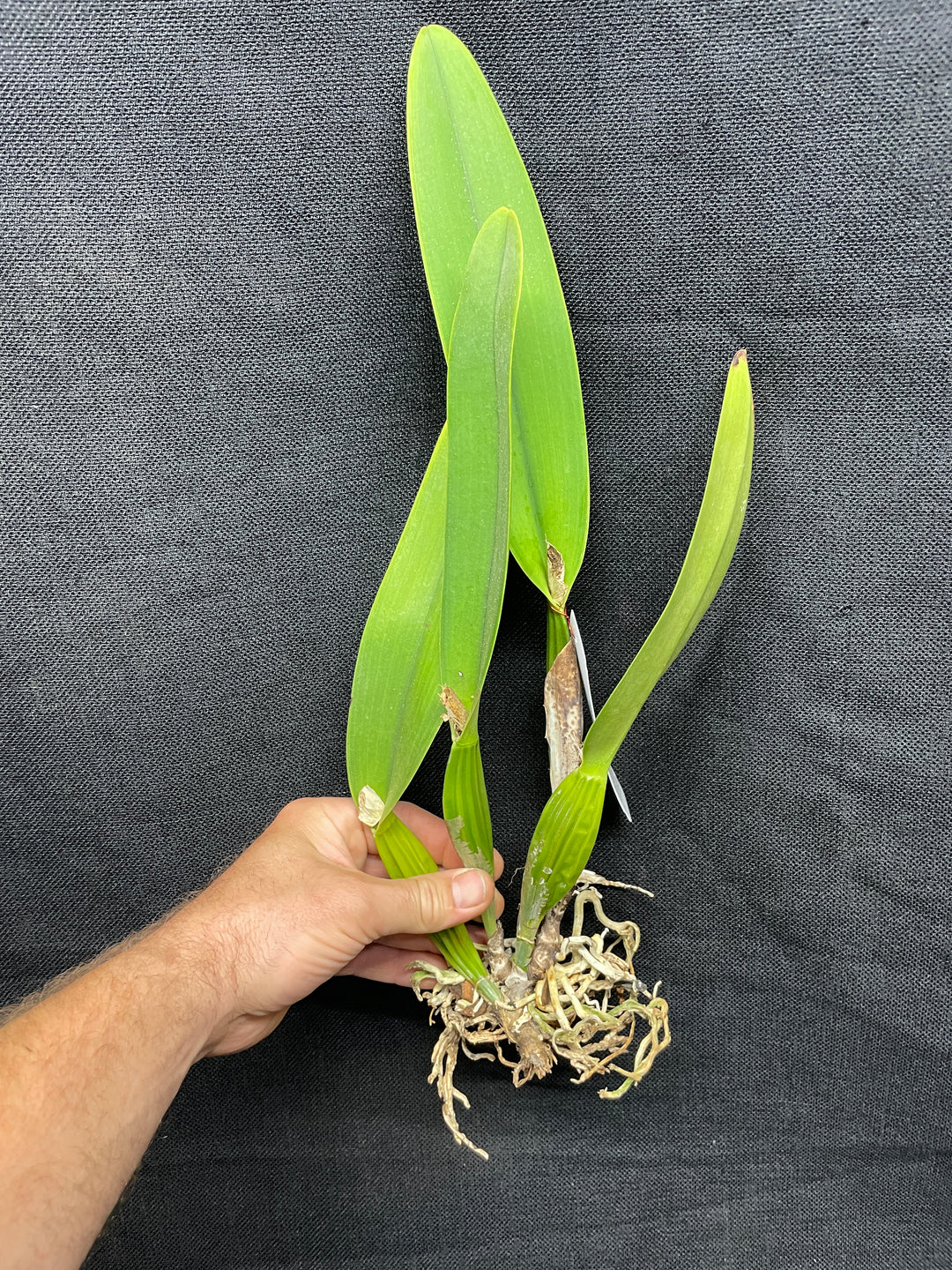 C. mendelii `Rayo de Luna&
