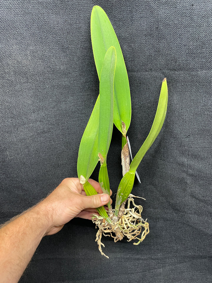 C. mendelii `Rayo de Luna&