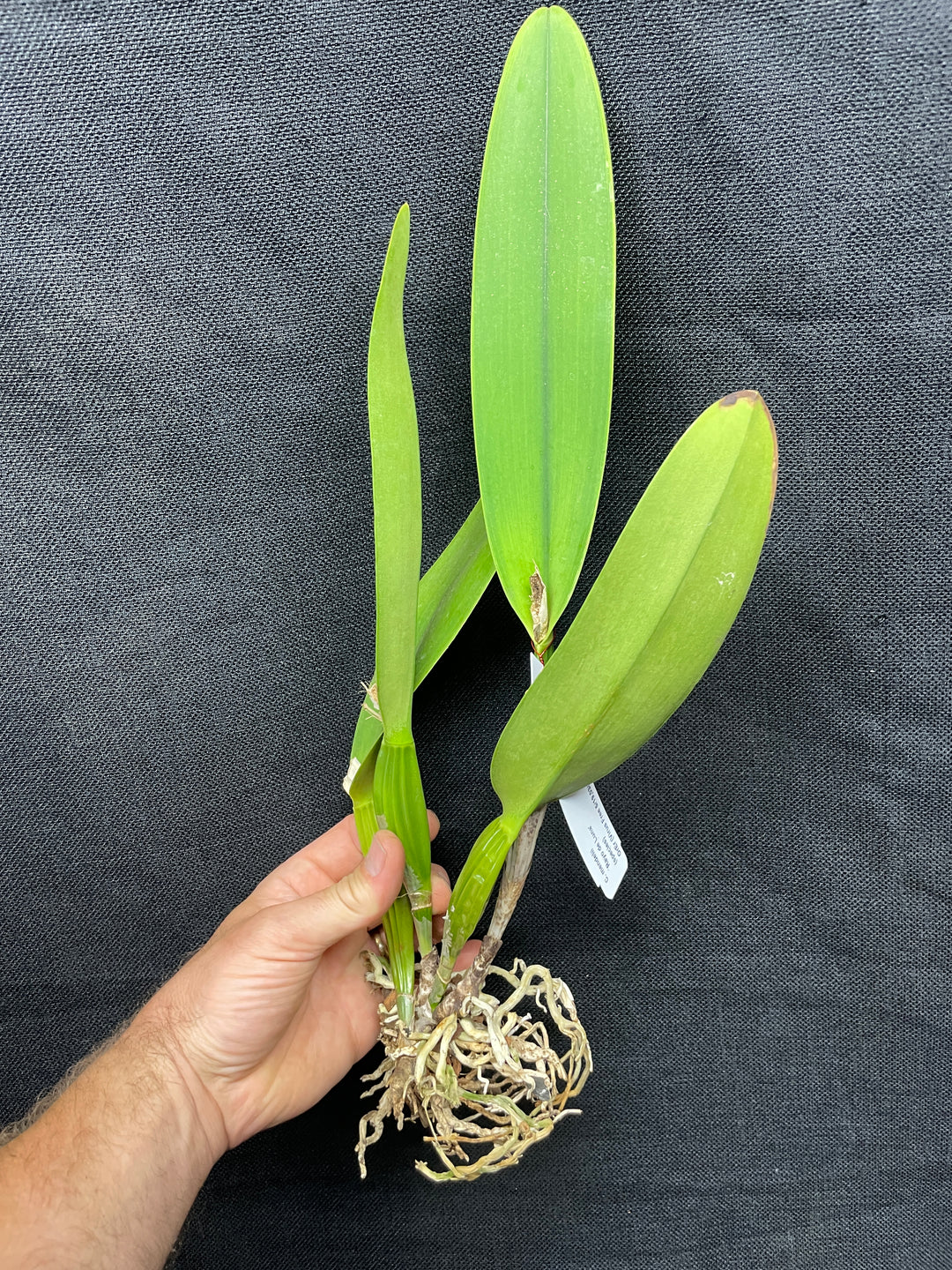 C. mendelii `Rayo de Luna&