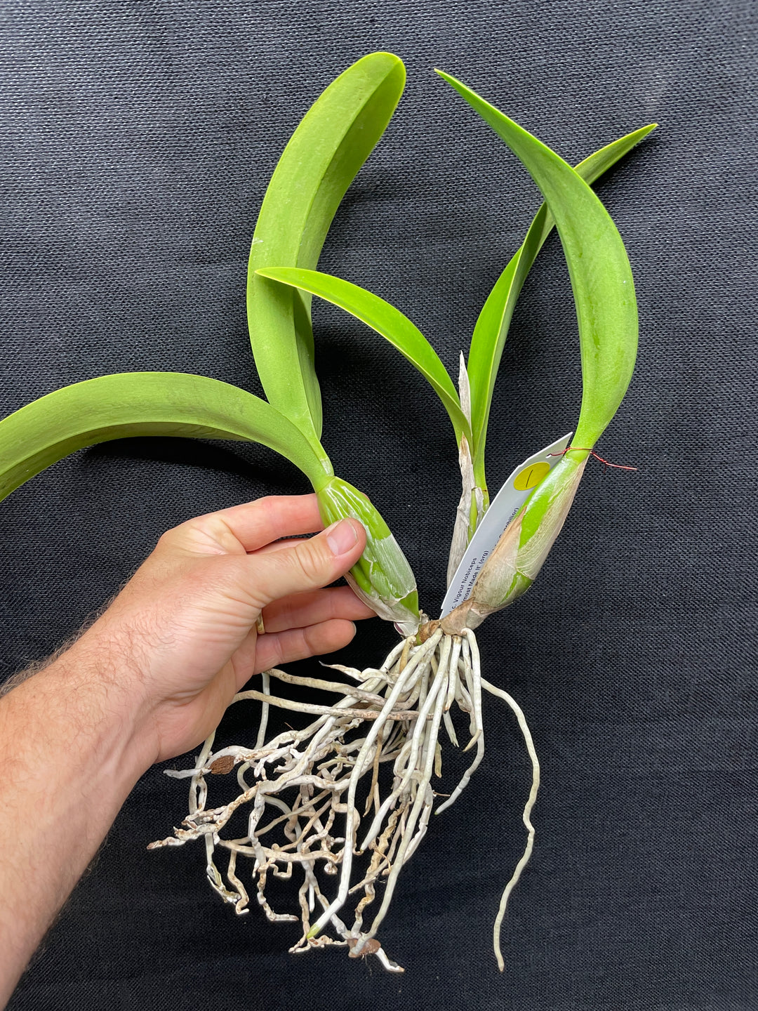 Lc. Vigour Nobiceps `Almost Made It&