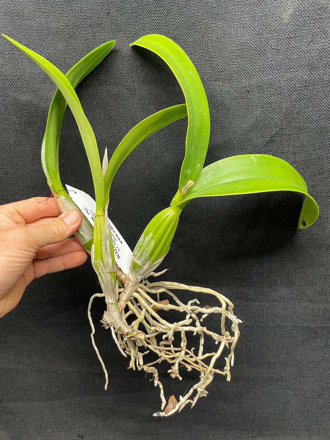 Lc. Vigour Nobiceps `Almost Made It&