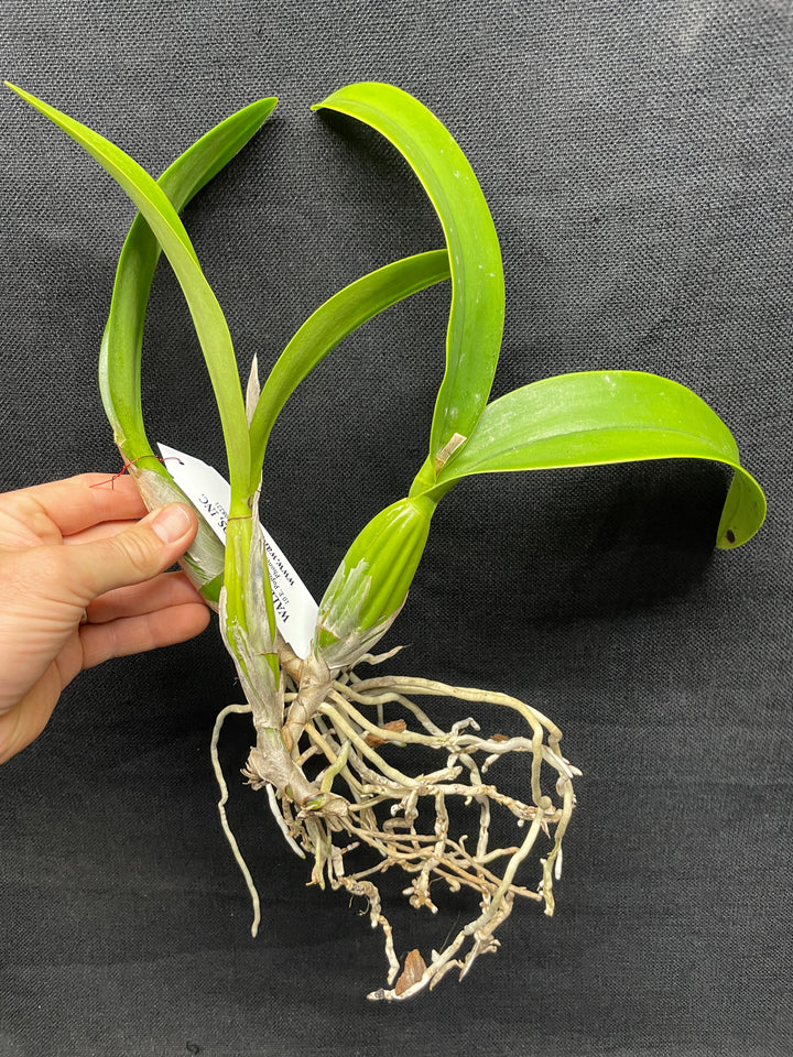 Lc. Vigour Nobiceps `Almost Made It&