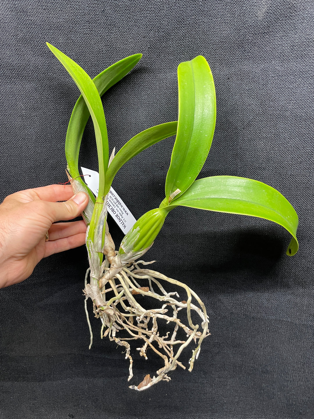 Lc. Vigour Nobiceps `Almost Made It&