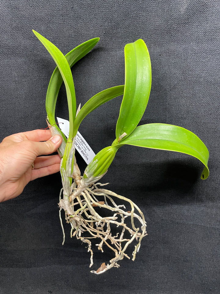 Lc. Vigour Nobiceps `Almost Made It&