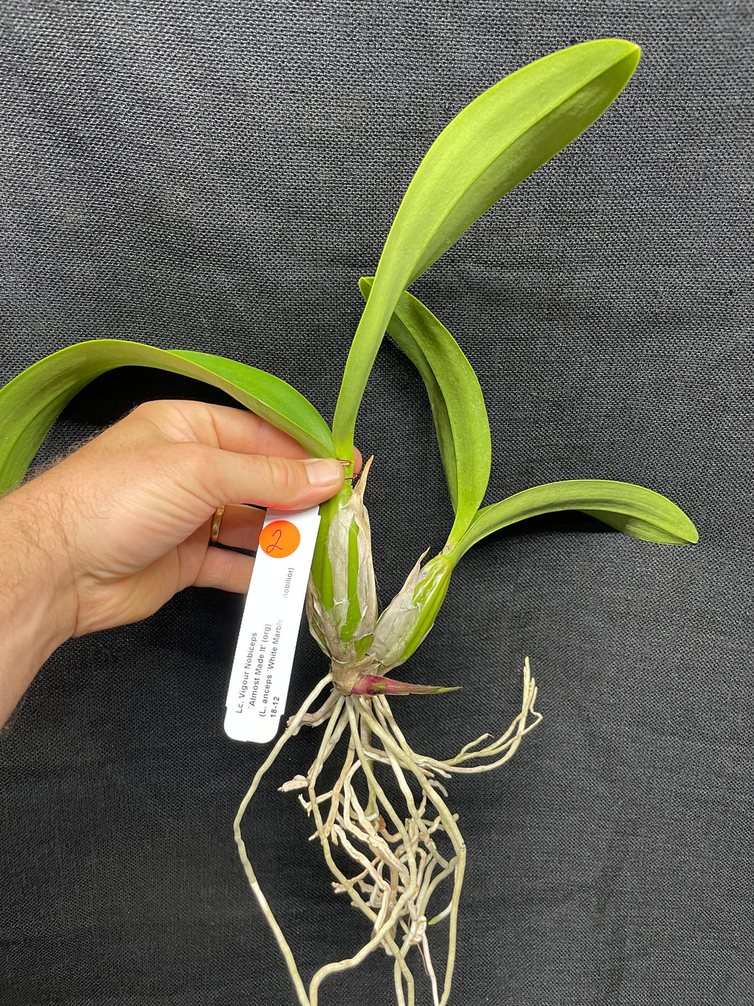 Lc. Vigour Nobiceps `Almost Made It&