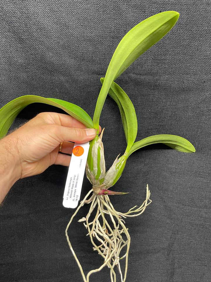 Lc. Vigour Nobiceps `Almost Made It&