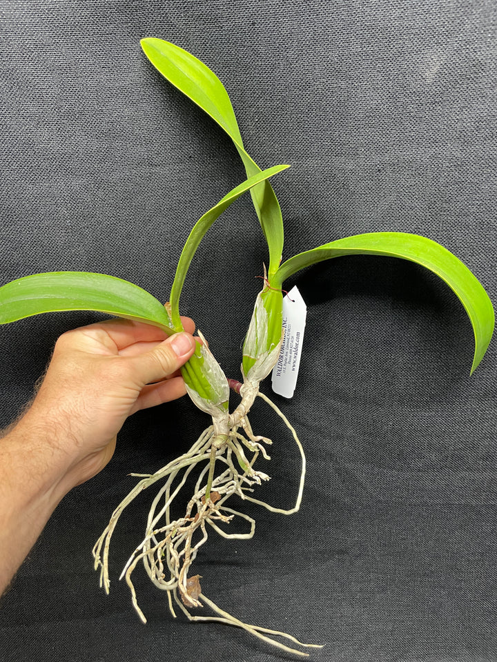 Lc. Vigour Nobiceps `Almost Made It&