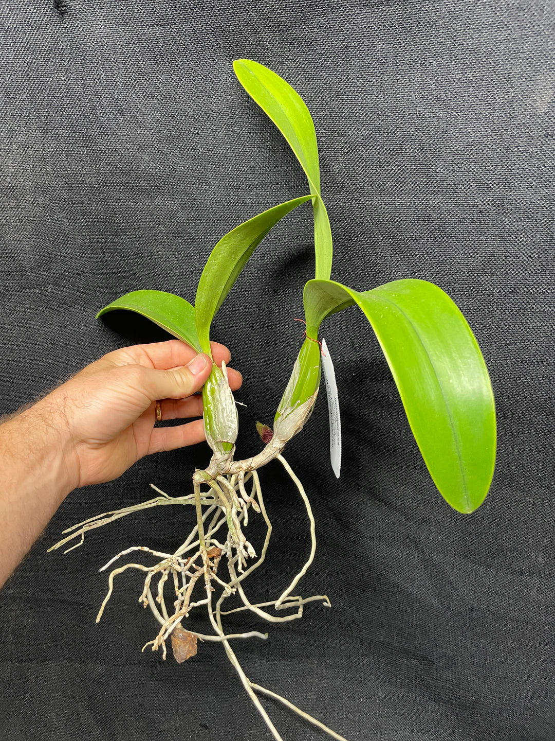 Lc. Vigour Nobiceps `Almost Made It&