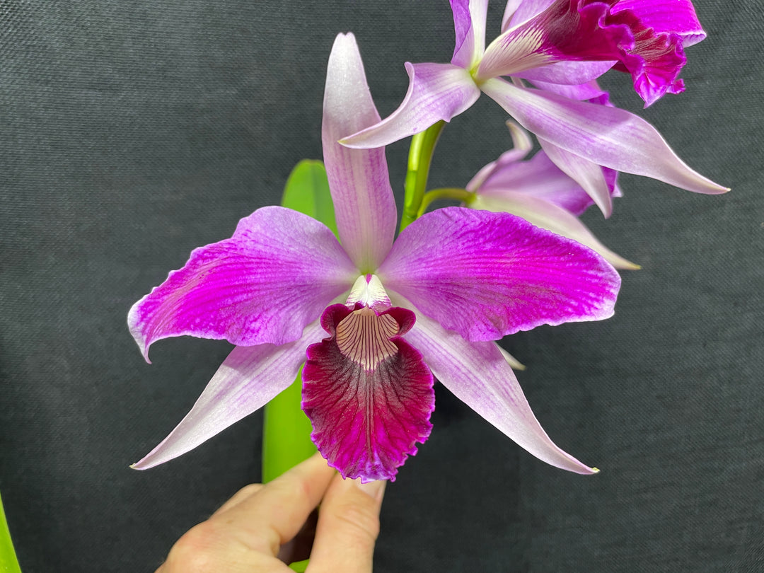 L. purpurata (flamea `Nancy&