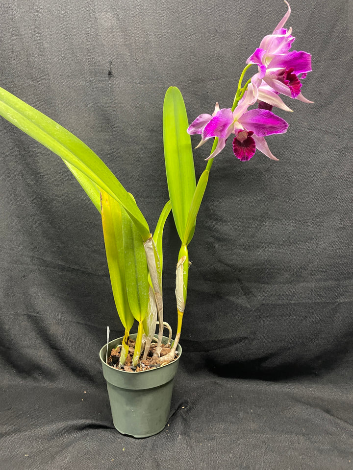 L. purpurata (flamea `Nancy&