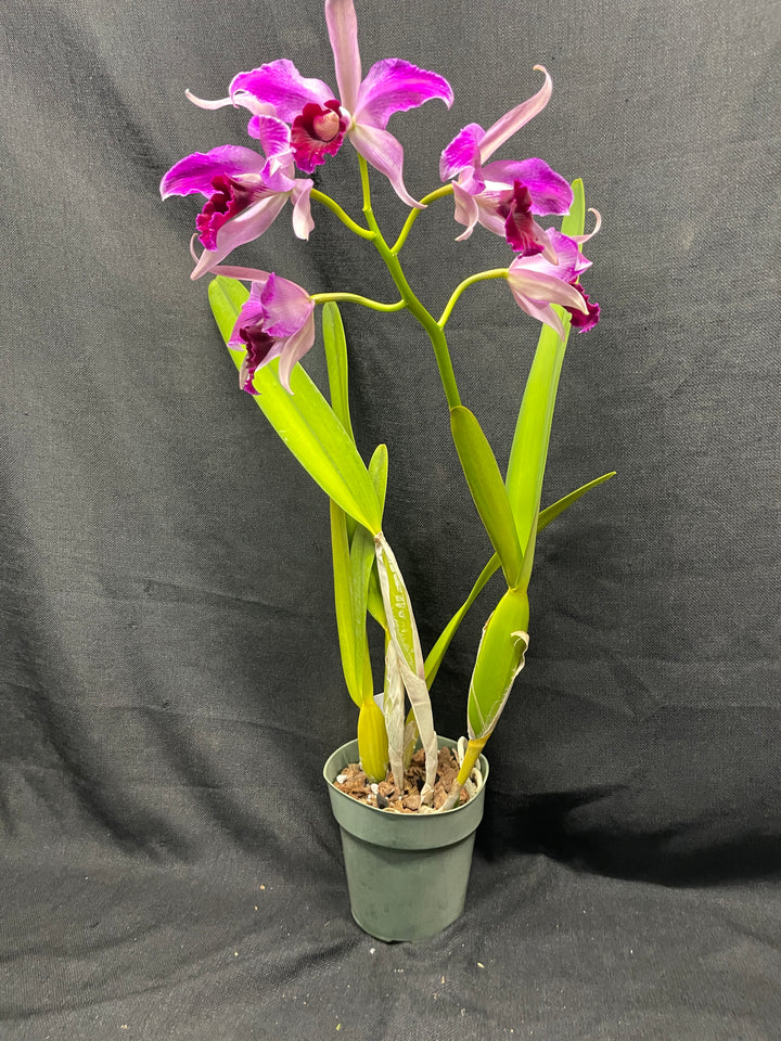L. purpurata (flamea `Nancy&