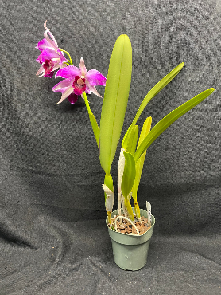 L. purpurata (flamea `Nancy&