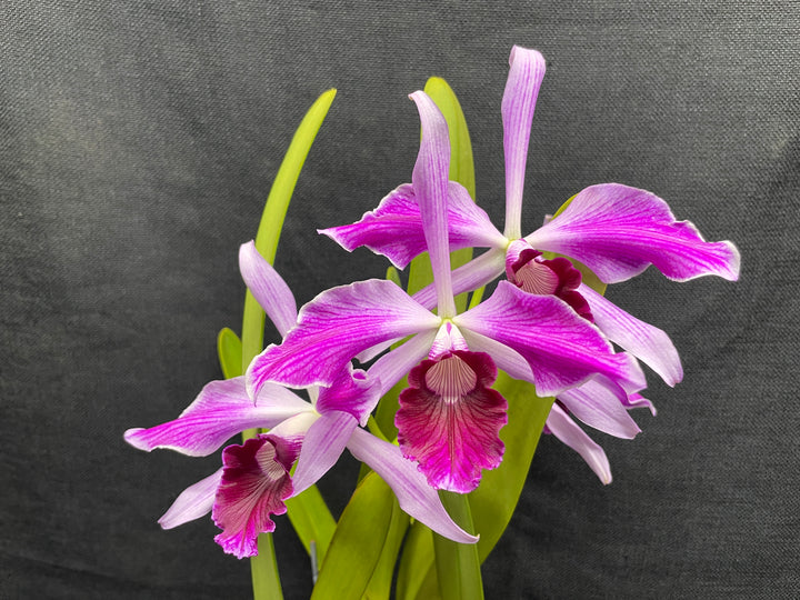 L. purpurata (flamea `Nancy&